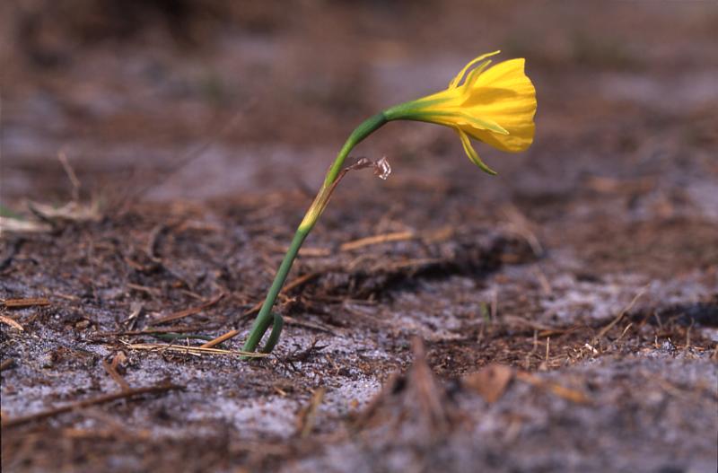 Narcissus bulbocodium, 23 mars 2003, Morcenx (40)