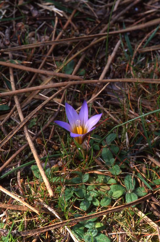 Ipheion uniflorum, 23 mars 2003, Morcenx (40)