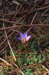 Ipheion uniflorum, 23 mars 2003, Morcenx (40)