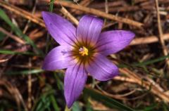 Ipheion uniflorum, 23 mars 2003, Morcenx (40)