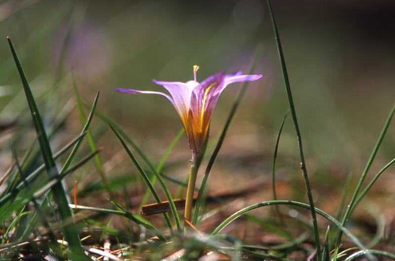 Ipheion uniflorum, 23 mars 2003, Morcenx (40)