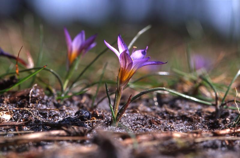 Ipheion uniflorum, 23 mars 2003, Morcenx (40)