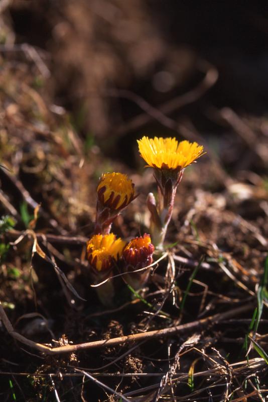 Tussilago farfara, 24 mars 2003, Bious Artigues (64)