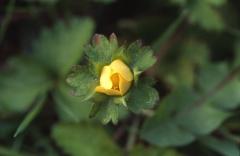 Duchesnea indica, 31 mars 2003, Salies de Barn  (64)