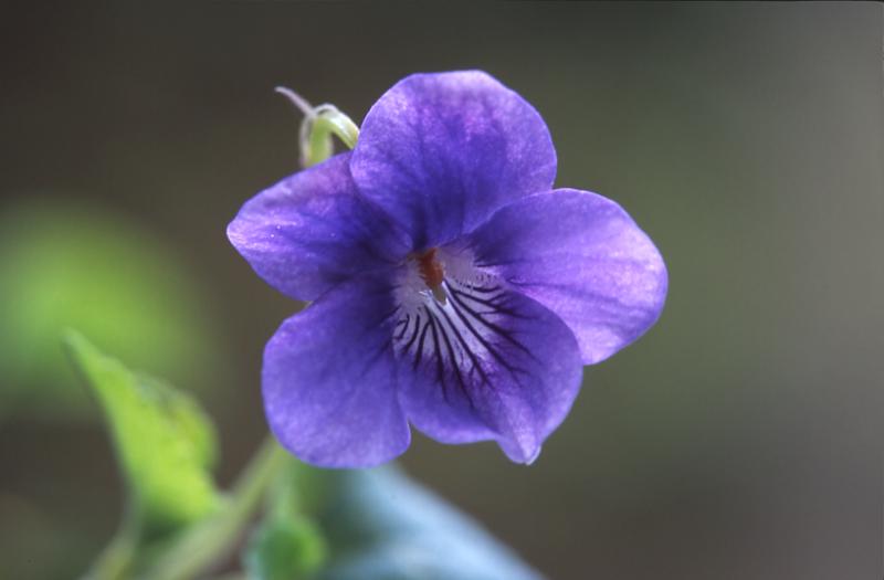 Viola riviniana, 10 avril 2003, Salies de Barn (64)