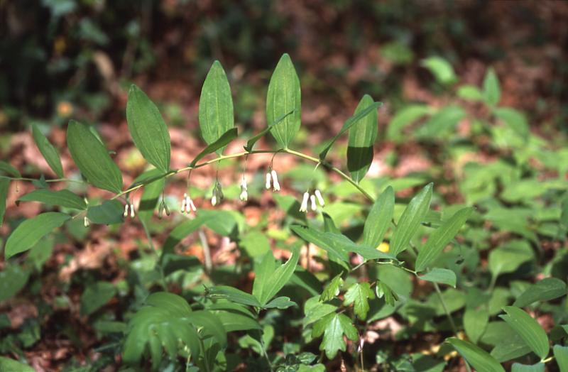 Polygonatum multiflorum, 15 avril 2003, Salies de Barn (64)