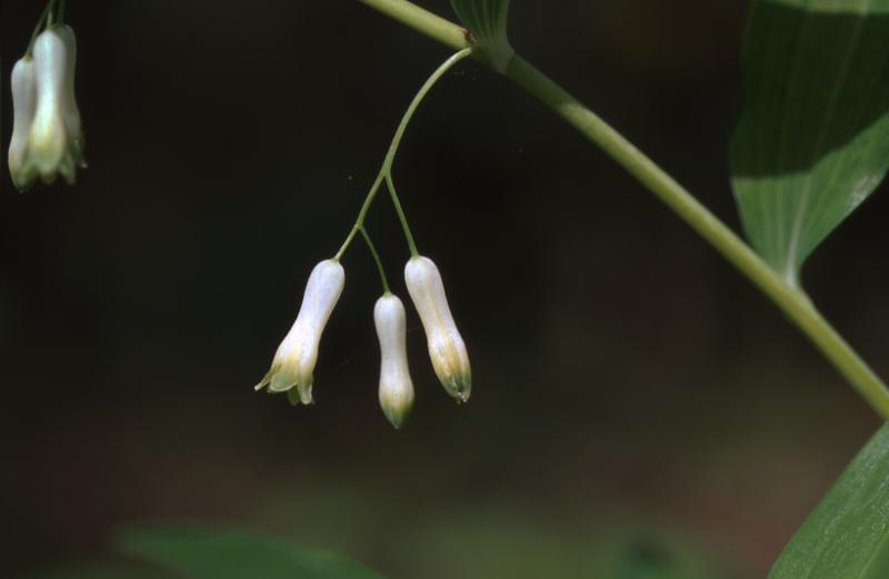 Polygonatum multiflorum, 15 avril 2003, Salies de Barn (64)