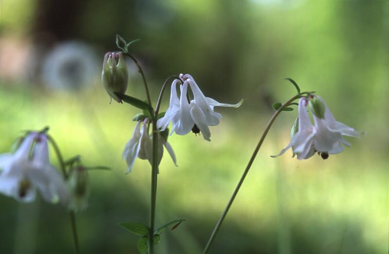 Aquilegia vulgaris, 21 avril 2003, Salies de Barn (64)