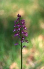 Orchis x hybrida, 27 avril 2003, Bellegarde (Gers)