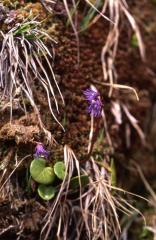 Soldanella alpina, 1 mai 2003, Bious Artigues (64)