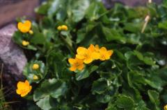 Caltha palustris, 1 mai 2003, Bious Artigues (64)