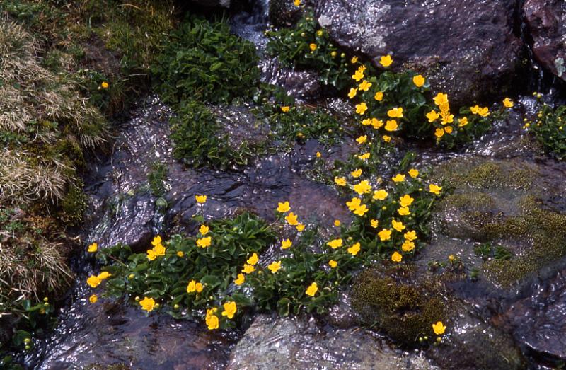 Caltha palustris, 1 mai 2003, Bious Artigues (64)