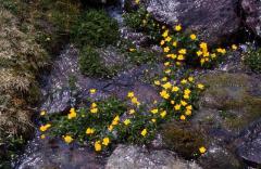 Caltha palustris, 1 mai 2003, Bious Artigues (64)