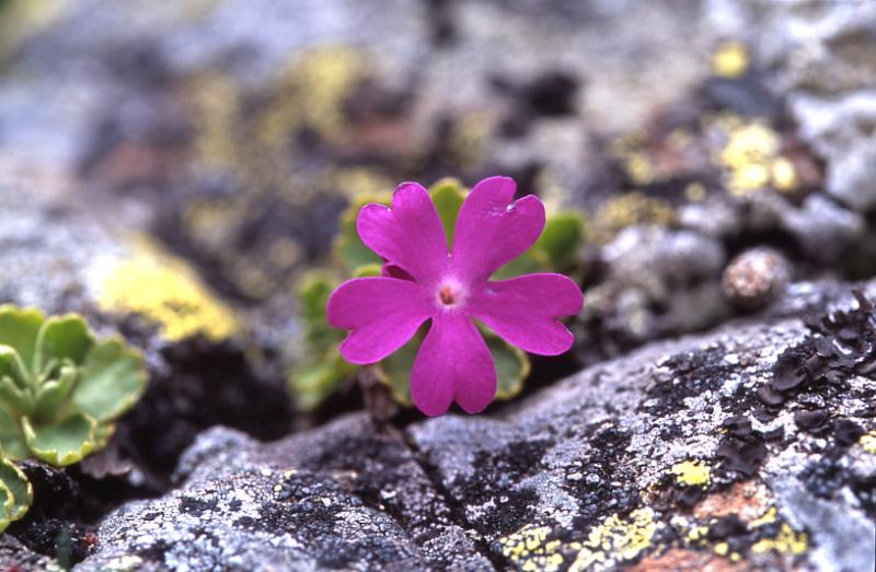 Primula hirsuta, 1 mai 2003, Bious Artigues (64)