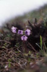 Soldanella alpina, 1 mai 2003, Bious Artigues (64)