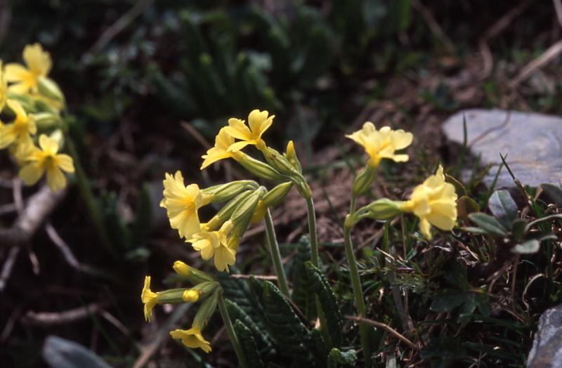 Primula intricata, 1 mai 2003, Bious Artigues (64)