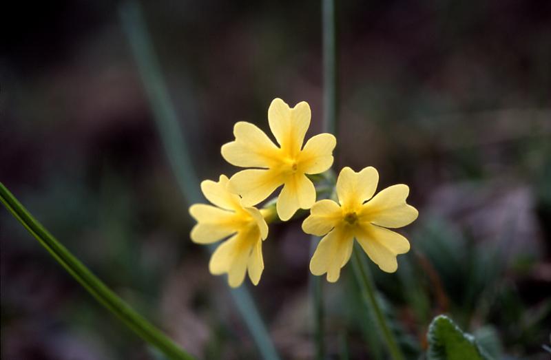 Primula intricata, 1 mai 2003, Bious Artigues (64)