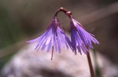 Soldanella alpina, 1 mai 2003, Bious Artigues (64)