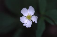 Ranunculus aconitifolius, 1 mai 2003, Bious Artigues (64)