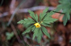 Anemone ranunculodes, 1 mai 2003, Bious Artigues (64)