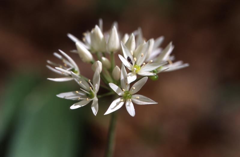 Allium ursinum, 2 mai 2003, Holzart (64)