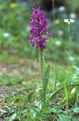 Orchis mascula, 2 mai 2003, Holzart (64)