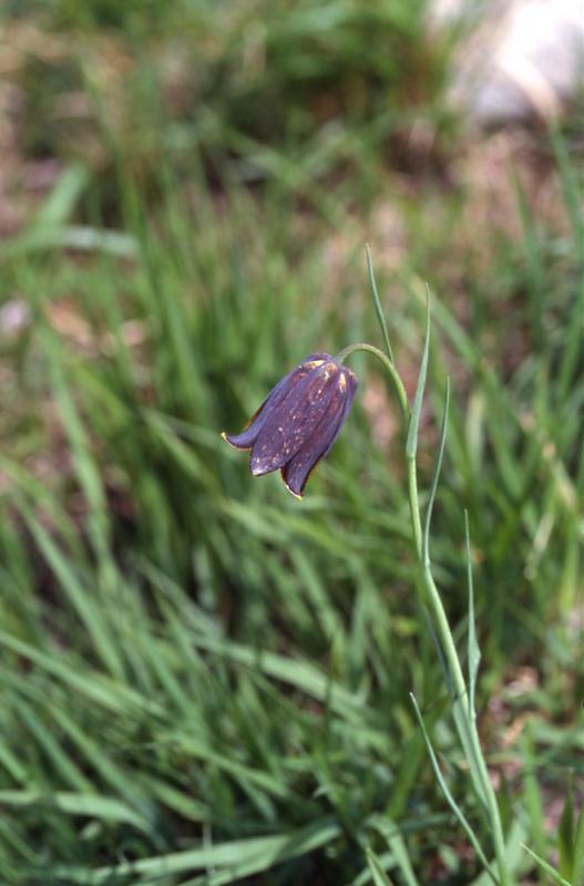 Fritillaria pyrenaca, 2 mai 2003, Holzart (64)