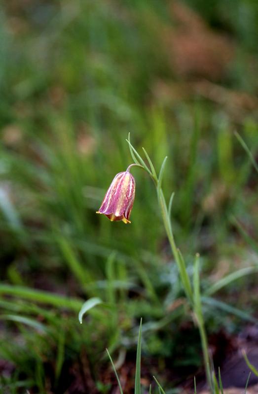 Fritillaria pyrenaca, 2 mai 2003, Holzart (64)