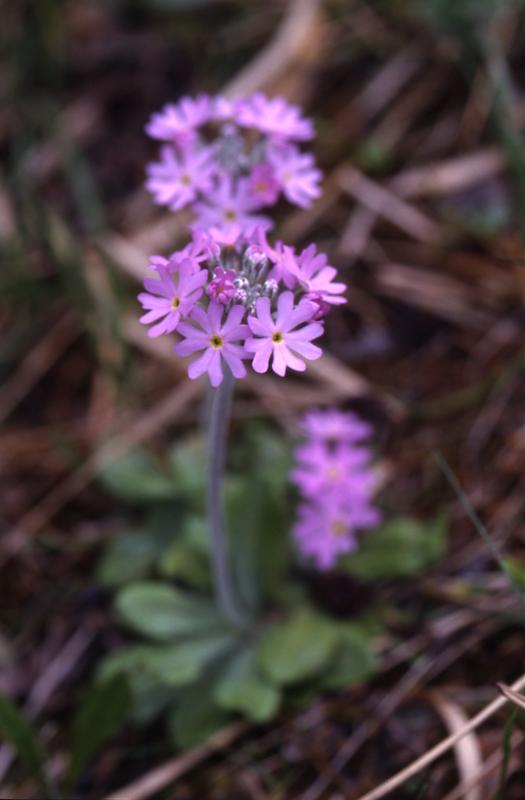 Primula farinosa, 2 mai 2003, Holzart (64)