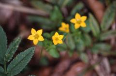 Lysimachia nemorum, 2 mai 2003, Holzart (64)