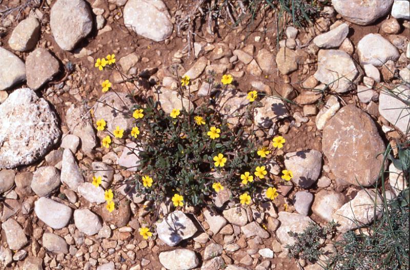 Helianthemum oelandicum, 3 mai 2003, Vadiello (Aragon)