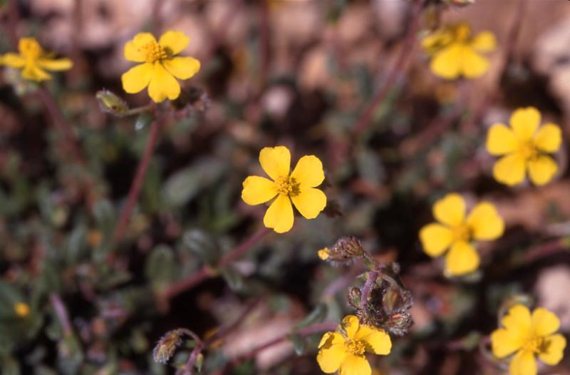 Helianthemum oelandicum, 3 mai 2003, Vadiello (Aragon)