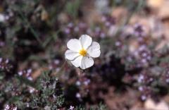 Helianthemum apenninum, 3 mai 2003, Vadiello (Aragon)