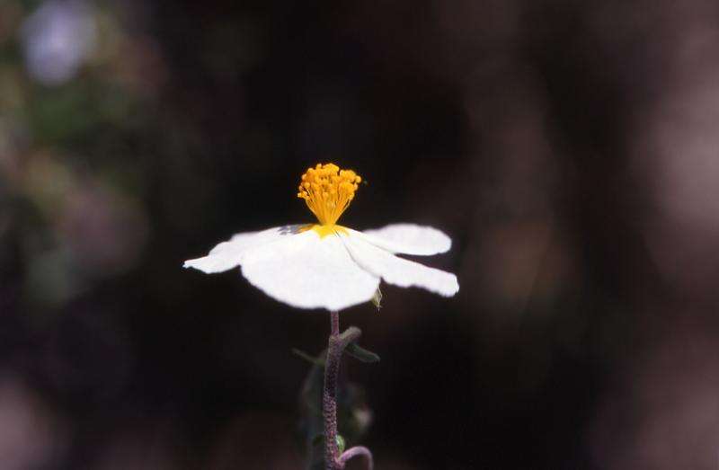 Helianthemum apenninum, 3 mai 2003, Vadiello (Aragon)