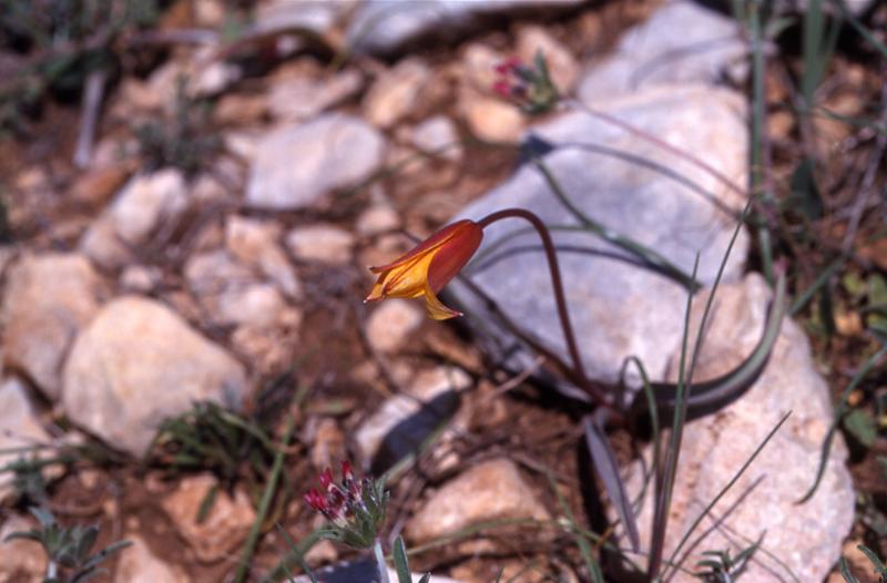 Tulipa sylvestris, 3 mai 2003, Valliedo (Aragon)