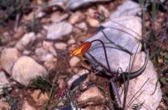 Tulipa sylvestris, 3 mai 2003, Valliedo (Aragon)