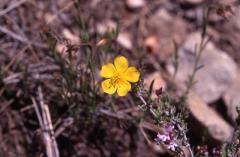 Fumana ericodes, 3 mai 2003, Vadiello (Aragon)