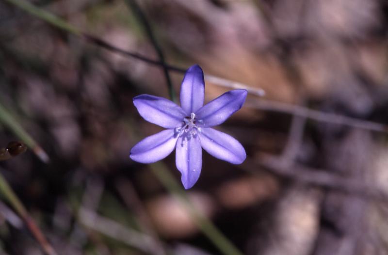 Aphyllanthes monpeliensis, 3 mai 2003, Vadiello (Aragon)