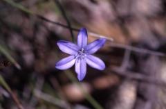 Aphyllanthes monpeliensis, 3 mai 2003, Vadiello (Aragon)