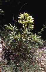 Helleborus foetidus, 3 mai 2003, Embalse de Vadiello (Aragon)