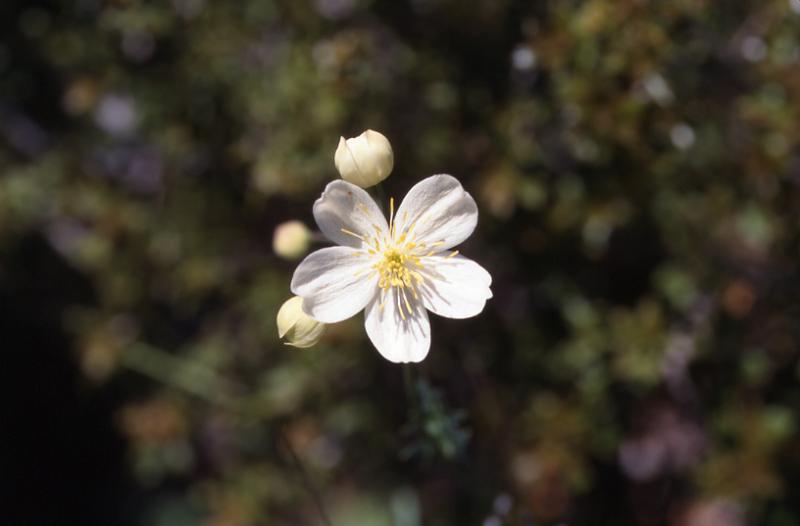 Thalictrum tuberosum, 3 mai 2003, Embalse de Vadiello (Aragon)