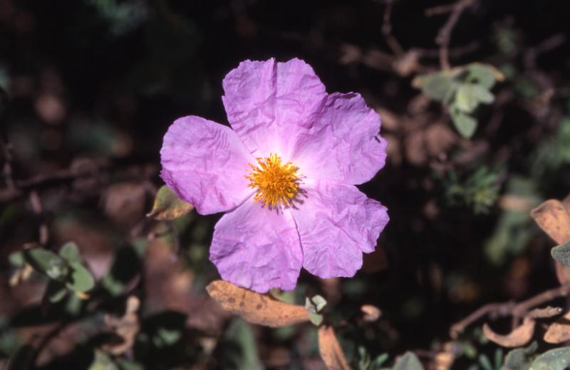 Cistus albidus, 3 mai 2003, Vadiello (Aragon)