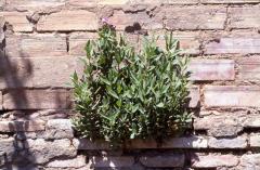 Cistus albidus, 3 mai 2003, Vadiello (Aragon)