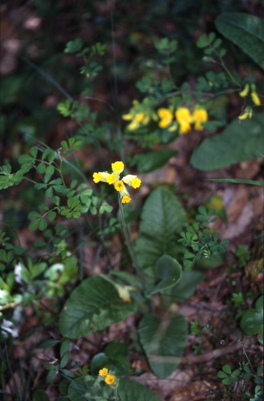 Primula veris, 3 mai 2003, Embalse de Valliedo (Aragon)