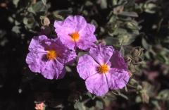 Cistus albidus, 3 mai 2003, Vadiello (Aragon)