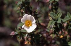 Cistus salviifolius, 3 mai 2003, Vadiello (Aragon)