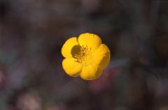 Ranunculus gramineus, 3 mai 2003, Embalse de Vadiello (Aragon)