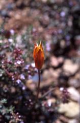 Tulipa sylvestris, 3 mai 2003, Valliedo (Aragon)