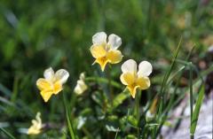 Viola saxatilis, 4 mai 2003, Lacs d'Ayous