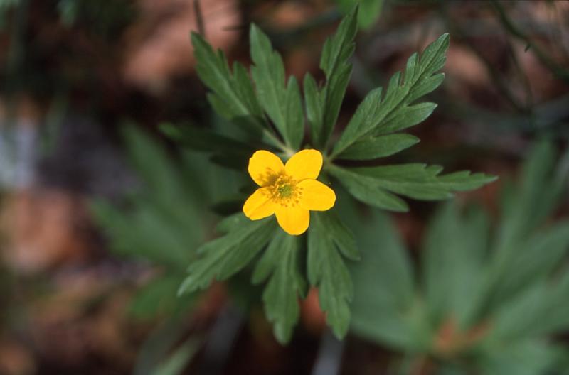 Anemone ranunculodes, 4 mai 2003, Bious Artigues (64)